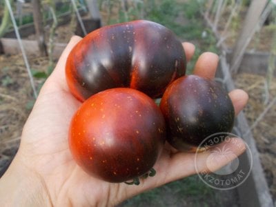 Томат «Blue Fire» Томат «Blue Fire»