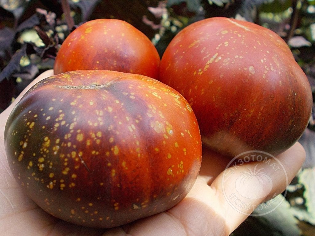 Томат «Blue Fire» Томат «Blue Fire»