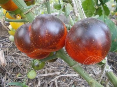 Томат «Blue Fire» Томат «Blue Fire»