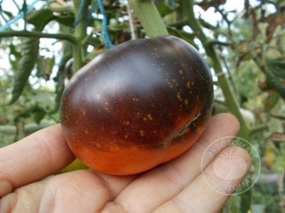 Томат «Blue Fire» Томат «Blue Fire»