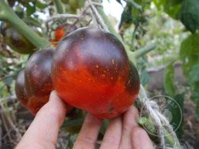 Томат «Blue Fire» Томат «Blue Fire»