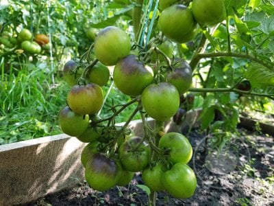 Томат «Blue Fire» Томат «Blue Fire»