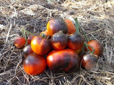 Томат «Blue Fire» Томат «Blue Fire»