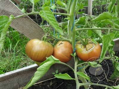 Томат «Blue Fruit»