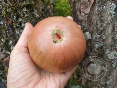 Томат «Blue Fruit»