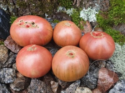 Томат «Blue Fruit»