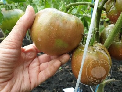 Томат «Blue Fruit»