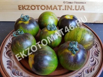 Томат «Blue Green Zebra»