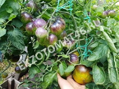 Томат «Blue Green Zebra»