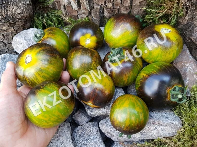 Томат «Blue Green Zebra»