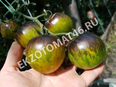 Томат «Blue Green Zebra»