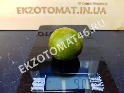 Томат «Blue Green Zebra»