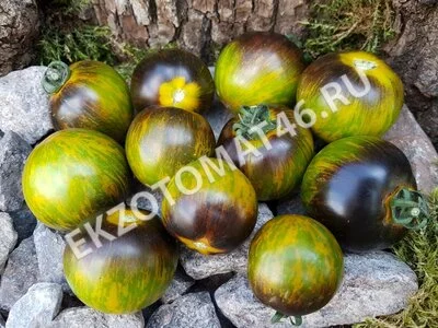 Томат «Blue Green Zebra»