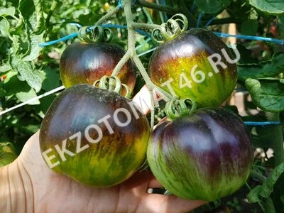 Томат «Blue Green Zebra»
