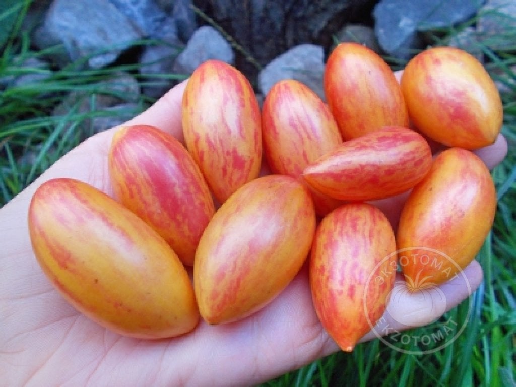 Томат «Blush Tiger» Томат «Blush Tiger»