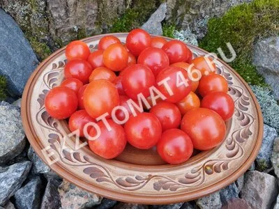 Томат «Бонсай красный»