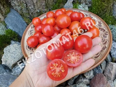 Томат «Бонсай красный»