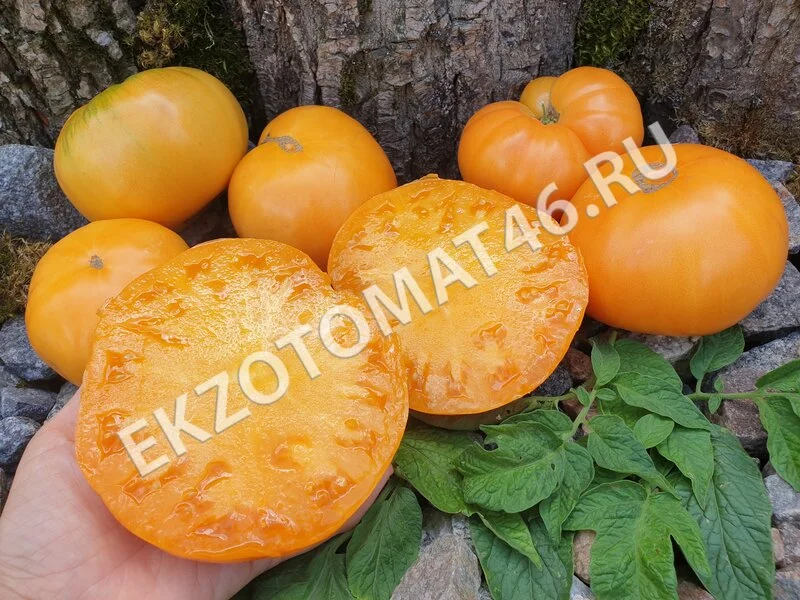 Томат «Brandywine Apricot»