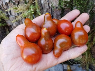 Томат «Cafe Bule» Томат «Cafe Bule»