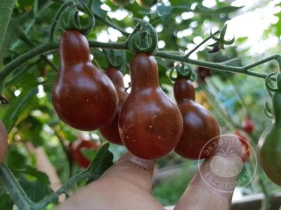 Томат «Cafe Bule» Томат «Cafe Bule»