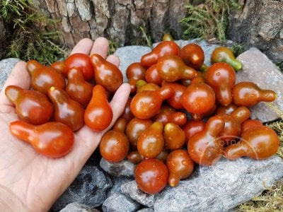 Томат «Cafe Bule» Томат «Cafe Bule»