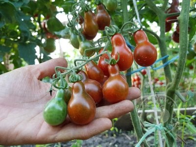 Томат «Cafe Bule» Томат «Cafe Bule»