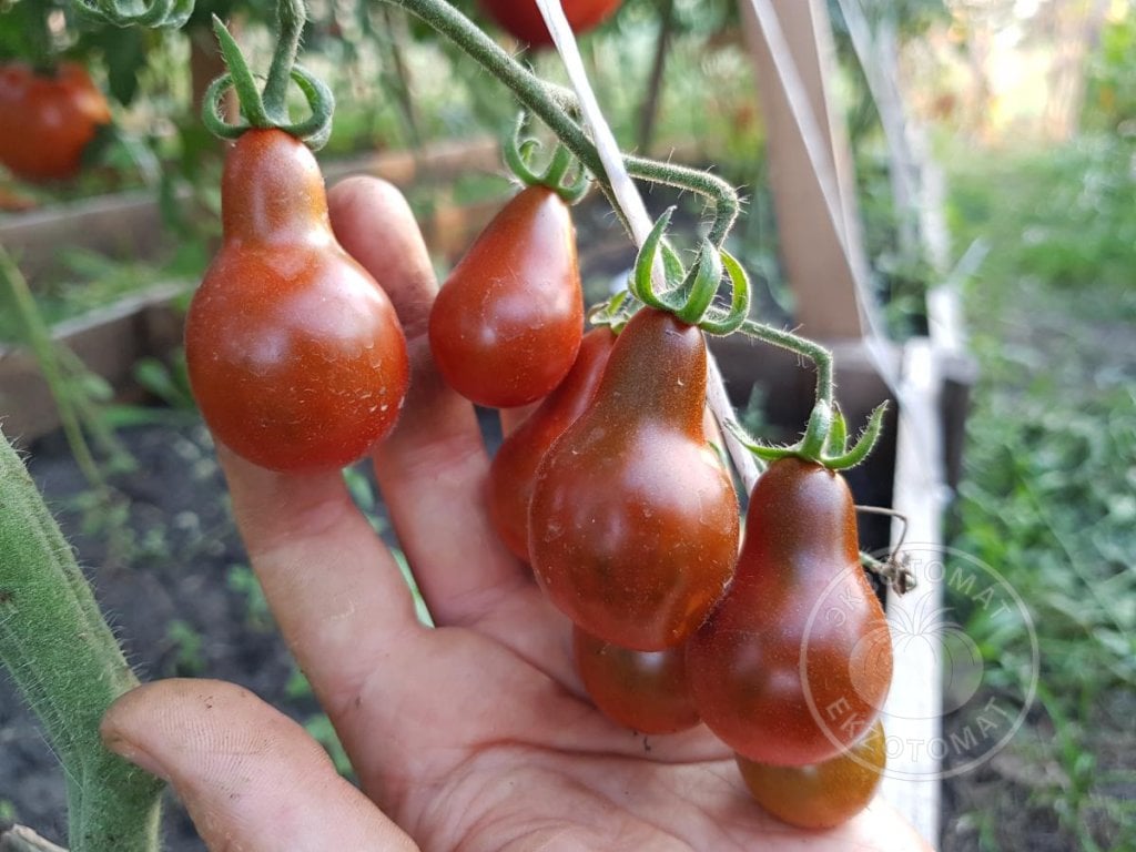 Томат «Cafe Bule» Томат «Cafe Bule»