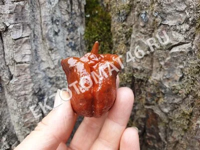 Перец «Carolina Reaper Chocolate»
