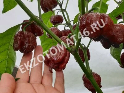 Перец «Carolina Reaper Chocolate»