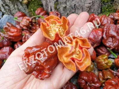 Перец «Carolina Reaper Chocolate»