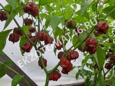 Перец «Carolina Reaper Chocolate»