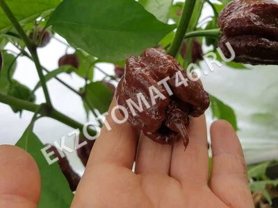 Перец «Carolina Reaper Chocolate»