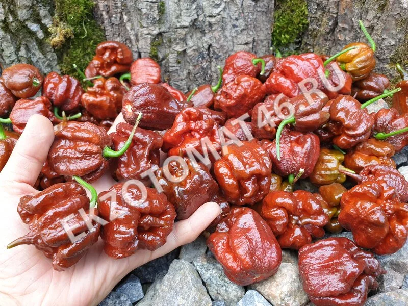 Перец «Carolina Reaper Chocolate»
