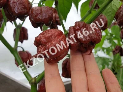 Перец «Carolina Reaper Chocolate»