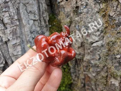 Перец «Carolina Reaper Chocolate»