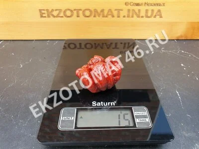Перец «Carolina Reaper Chocolate»