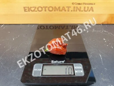 Перец «Carolina Reaper Chocolate»