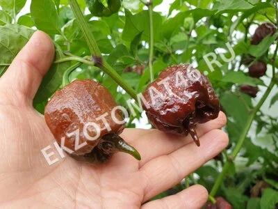 Перец «Carolina Reaper Chocolate»