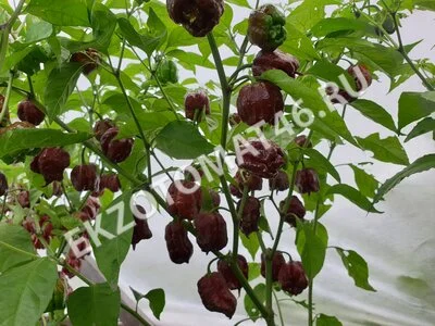 Перец «Carolina Reaper Chocolate»
