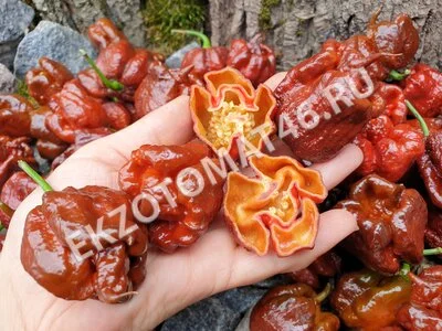 Перец «Carolina Reaper Chocolate»