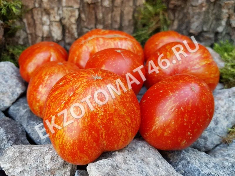 Томат «Cascade Lava»