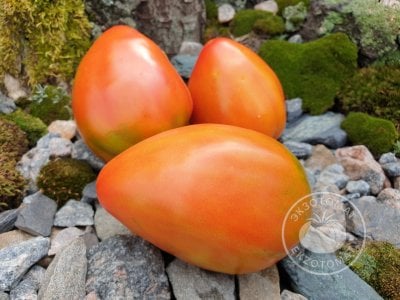 Томат «Цекиновский гигант»