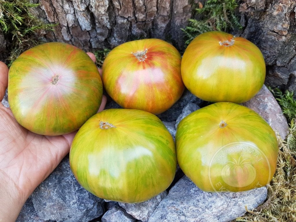 Томат «Cherokee Lime Stripes» Томат «Cherokee Lime Stripes»