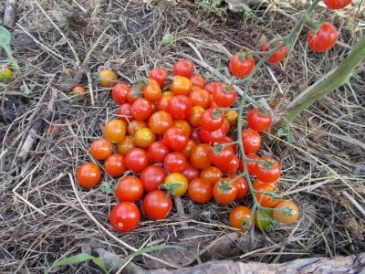 Томат «Chеrry Baby» Томат «Chеrry Baby»