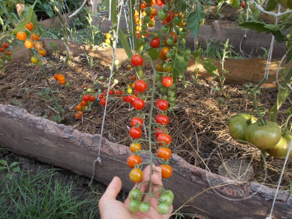 Томат «Chеrry Baby» Томат «Chеrry Baby»