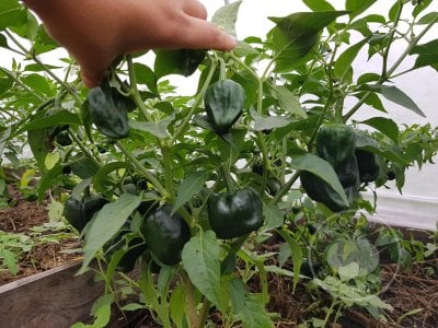 Перец «Chilhuacle Negro» Перец «Chilhuacle Negro»