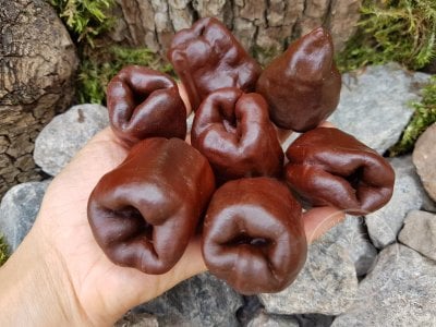 Перец «Chilhuacle Negro» Перец «Chilhuacle Negro»