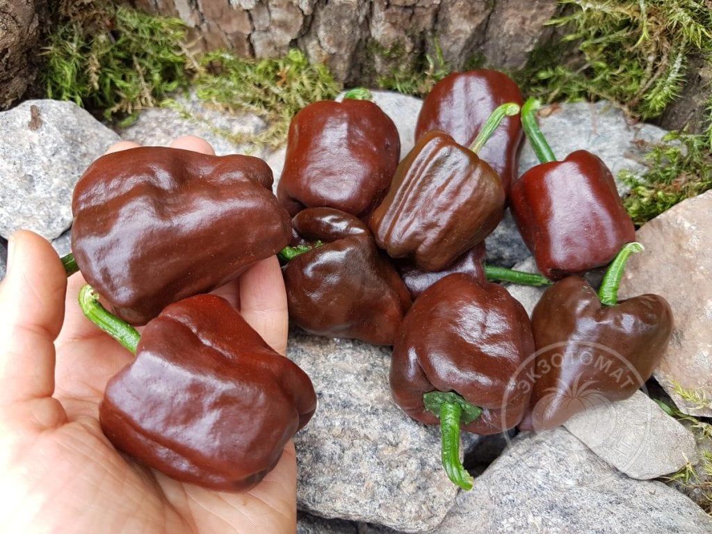 Перец «Chilhuacle Negro» Перец «Chilhuacle Negro»