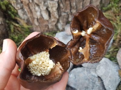 Перец «Chilhuacle Negro» Перец «Chilhuacle Negro»