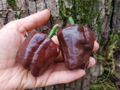 Перец «Chilhuacle Negro» Перец «Chilhuacle Negro»